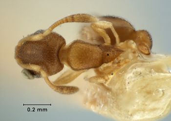 Media type: image;   Entomology 22887 Aspect: habitus dorsal